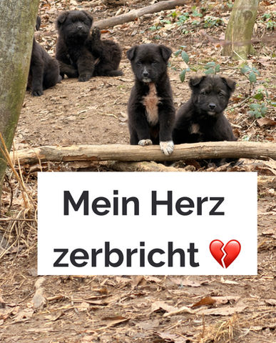 Drei schwarze Welpen in Bosnien